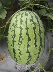 兴蔬双冠——西瓜