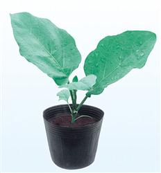 茄砧1号——砧木