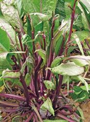 五彩紫玉——菜薹
