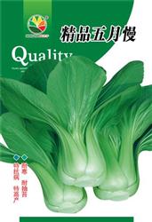 精品五月慢——小白菜