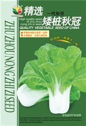 矮桩秋冠——小白菜