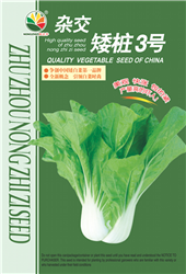 矮桩3号——小白菜