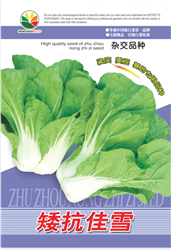 矮抗佳雪——小白菜