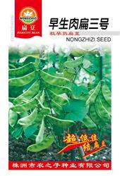 早生肉扁三号——扁豆