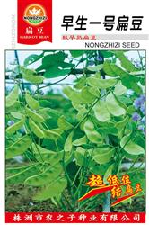 早生一号扁豆——扁豆