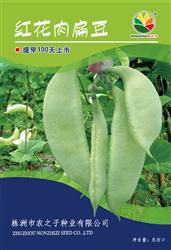 红花肉扁豆——扁豆