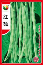 红硕——豇豆、架豆