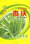 杰沃黑麦草