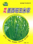 墨西哥玉米草