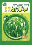 杂交狼尾草