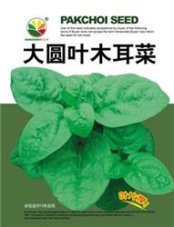 大叶木耳菜——木耳菜