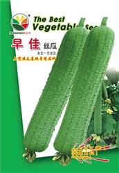 早佳——丝瓜