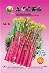 九华红菜苔——菜苔