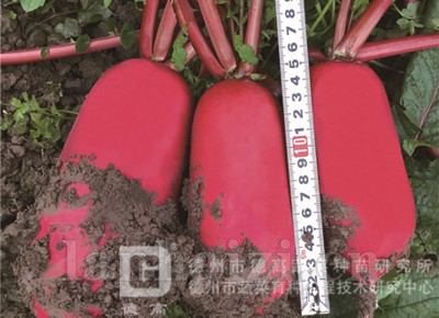 德高红