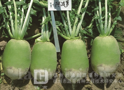 德高阿博萝