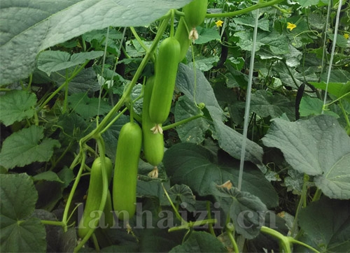 德高 582 黄瓜
