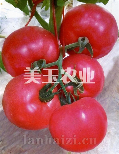金星898