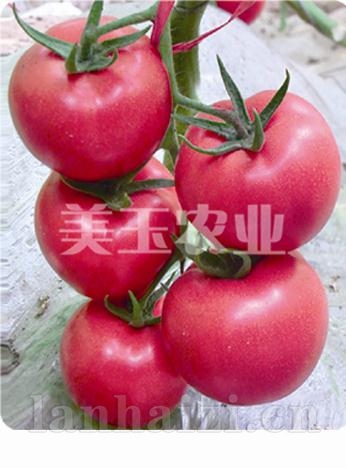 金星粉冠