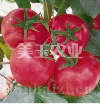 金星六号
