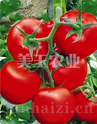 华丽318