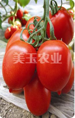 红丽娜