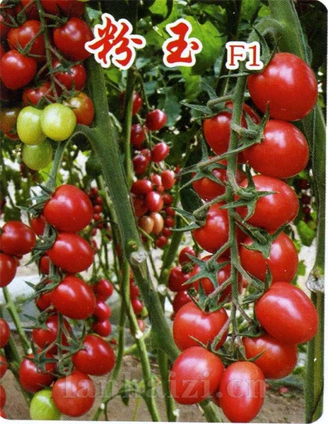 粉玉