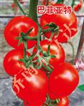 巴菲亚特
