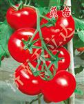 菲格