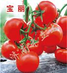 宝丽
