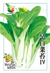 早白菜苔IV——菜苔