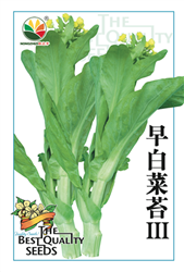 早白菜苔III——菜苔