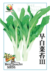 早白菜苔III——菜苔