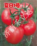 夏日1号