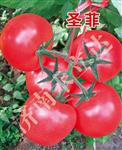 圣菲