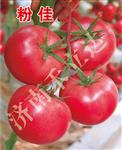 粉佳