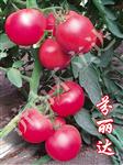 芬丽达