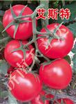 艾斯特