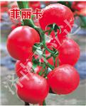 菲丽卡