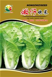 嫩仔快菜——其他