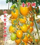 金罗曼