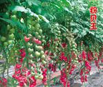 粉贝王
