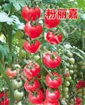 粉丽嘉