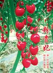 粉贵妃