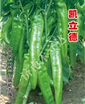 凯立德