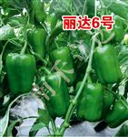 丽达6号