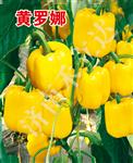 黄罗娜