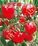 圣罗娜