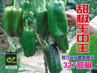 327彩椒