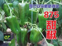 875彩椒