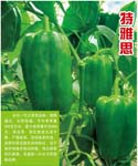 特雅思